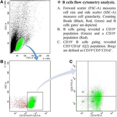 Regulatory B Cells in Seropositive Myasthenia Gravis versus Healthy Controls